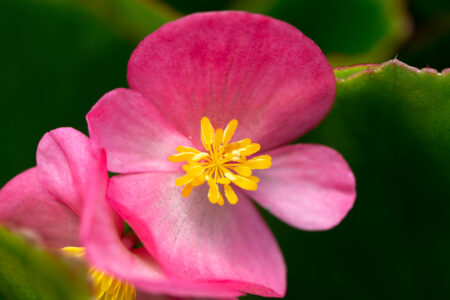 Fresh Flowers Garden