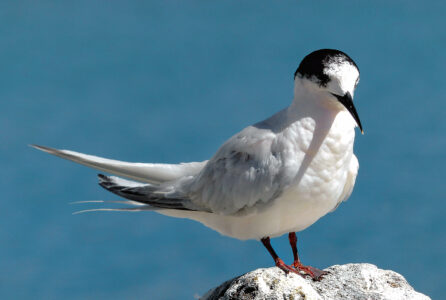 Bird Shore Water