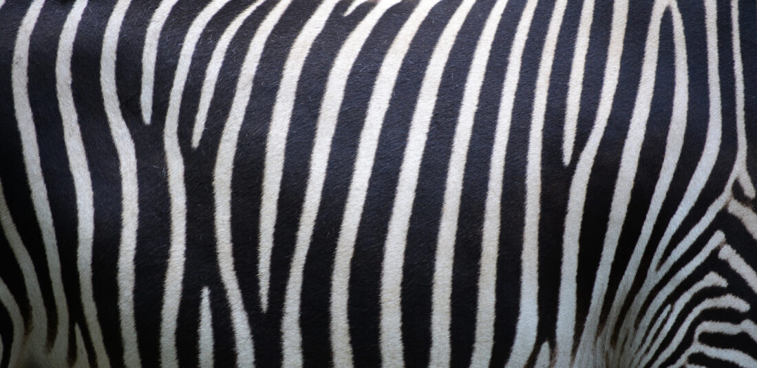 Free stock image of Zebra Stripes Animal