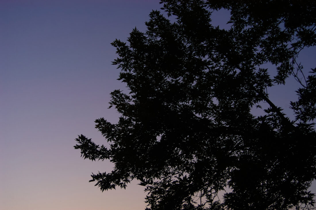 Free stock image of Nature Tree Silhouette