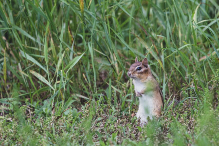 Chipmunk Nature Animal