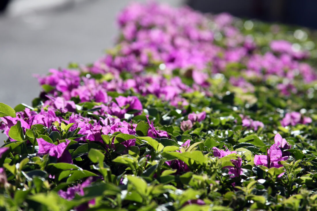 Free stock image of Purple Flowers Nature