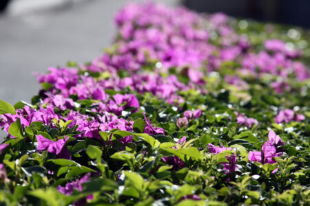 Purple Flowers Nature