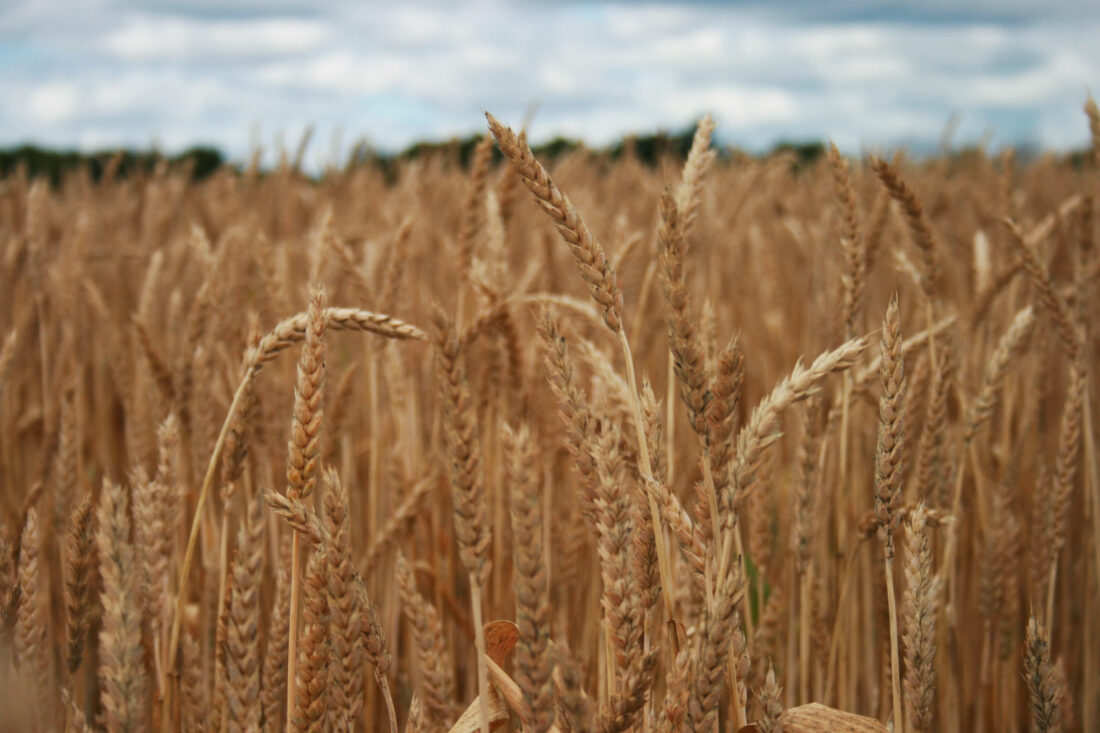Free stock image of Wheat Field Farm