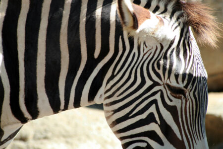 Zebra Wildlife Animal