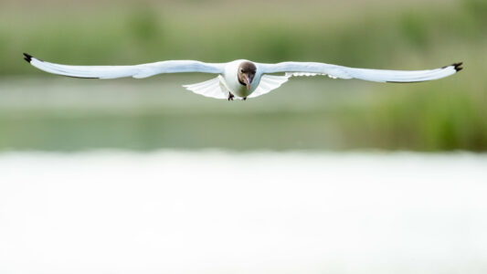 Bird Flying Animal