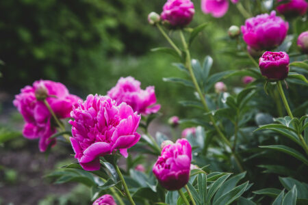 Garden Pink Flowers