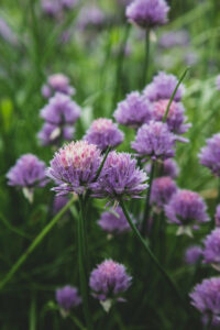 Chives Garden Nature