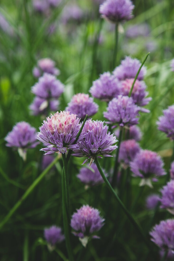 Free stock image of Chives Garden Nature