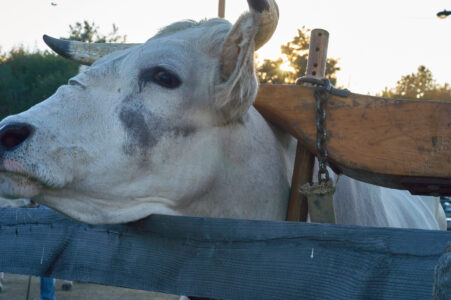 Cow Animal Cattle