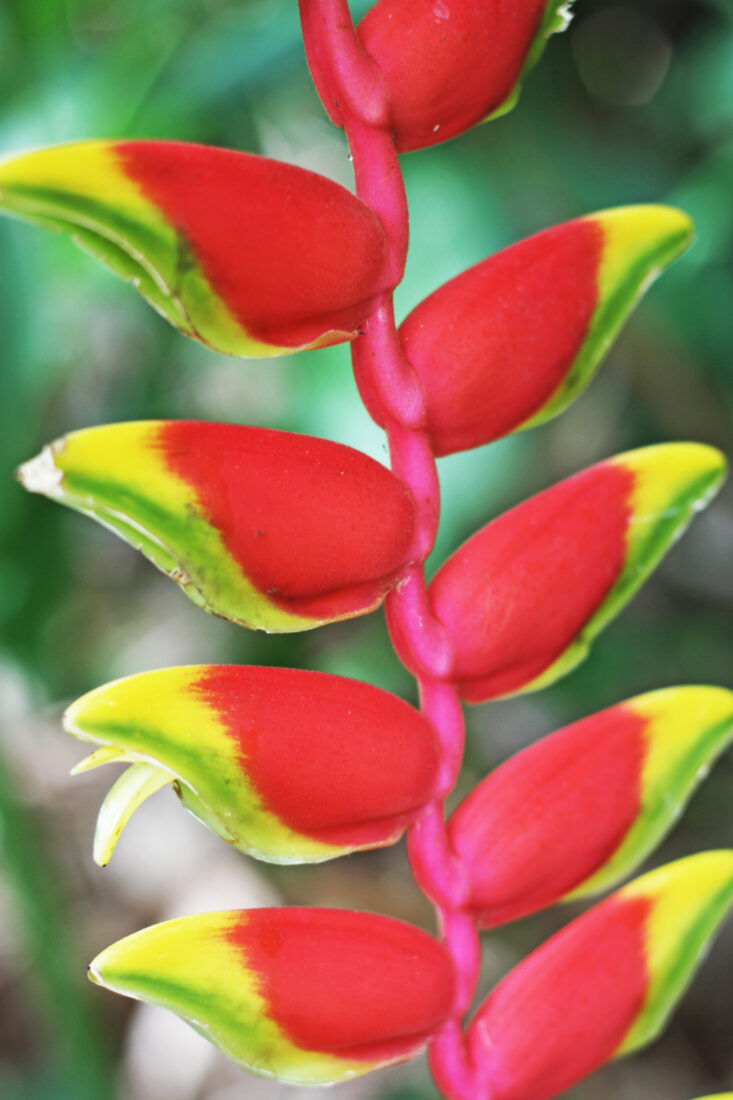 Free stock image of Exotic Flower Plant