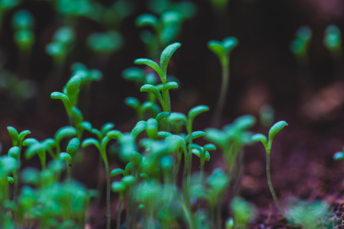 Free stock image of Plant Seeding Growth