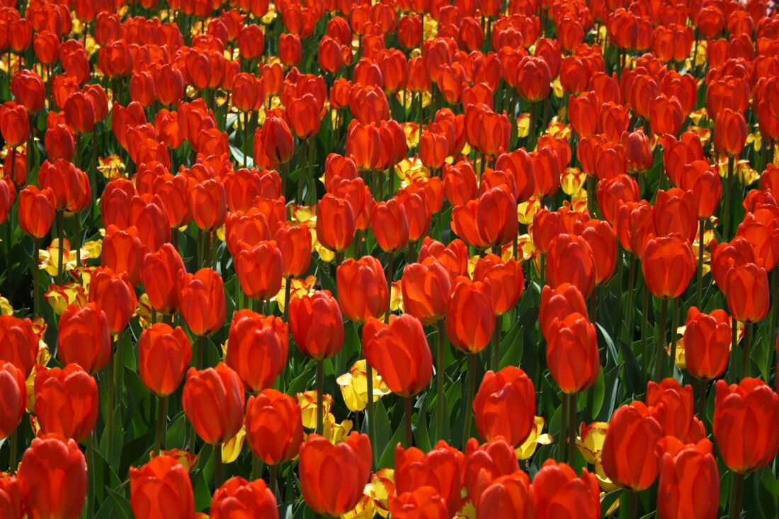 Free stock image of Tulips Background Flowers
