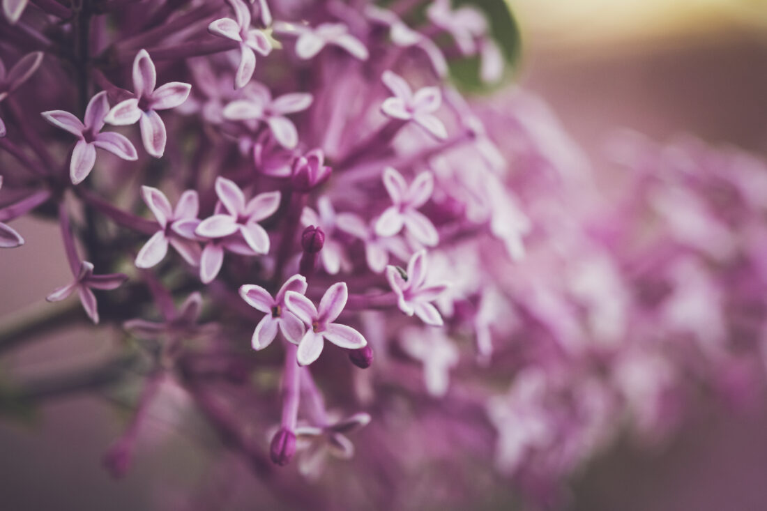 Free stock image of Purple Flowers Nature