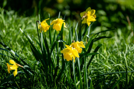 Spring Flowers Garden