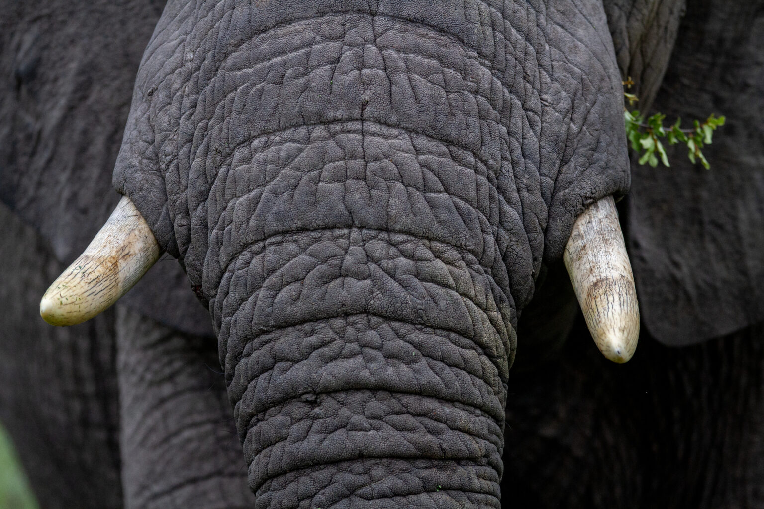 Tusk Elephant Animal Royalty-Free Stock Photo