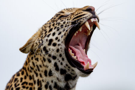 Leopard Animal Nature