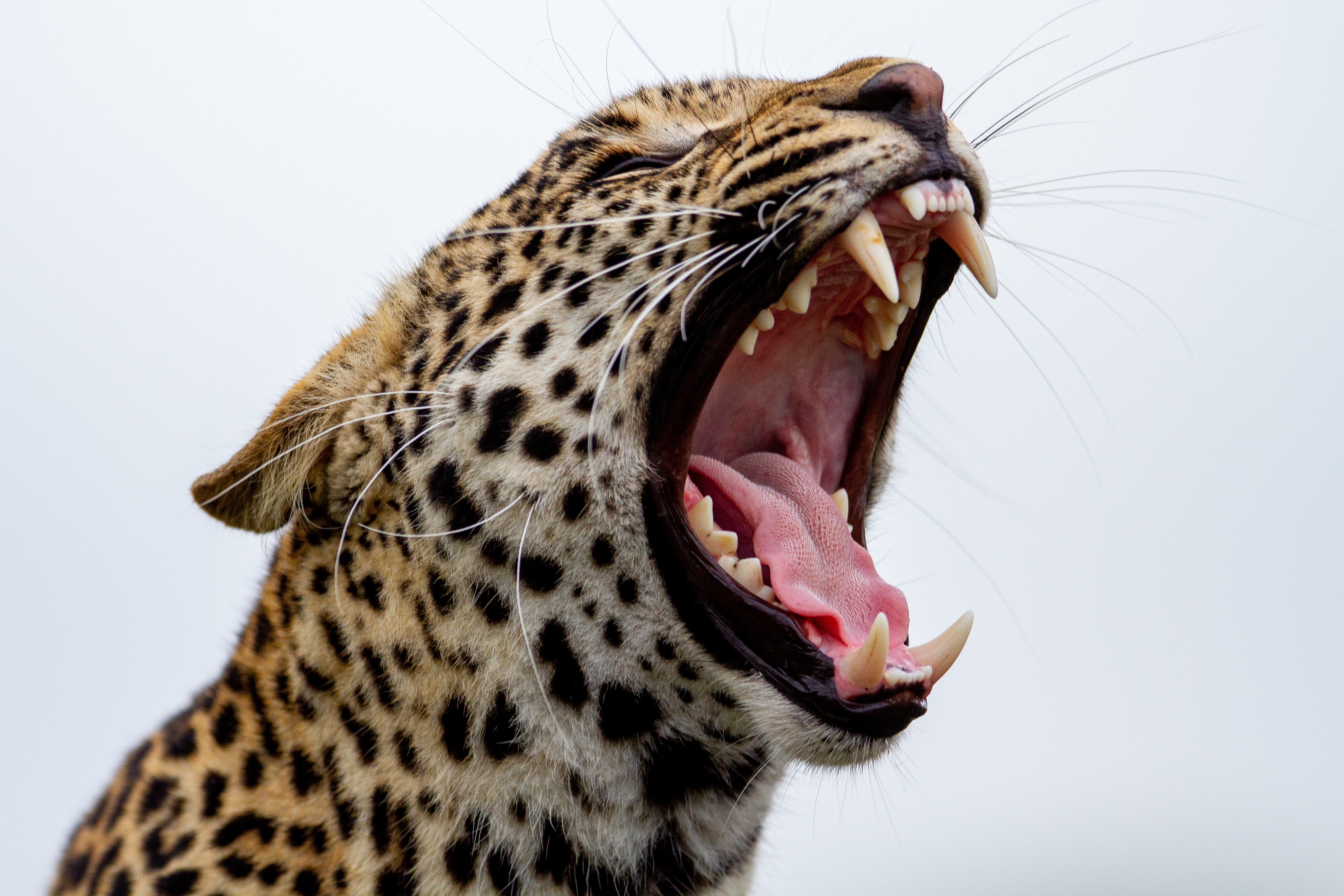 Оскал 1. Ягуар леопард оскал. Клыки леопарда. Зубы леопарда. Оскал хищника.