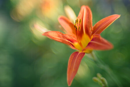 Fresh Orange Flower