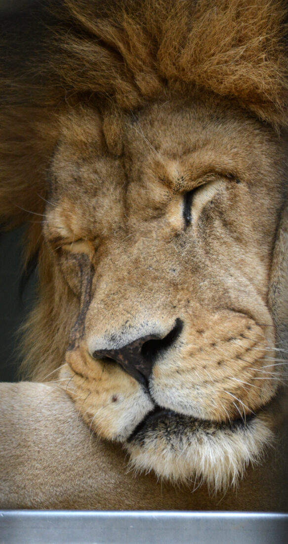 Lion Animal Face Royalty-Free Stock Photo