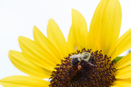 Pollen Insect Bee