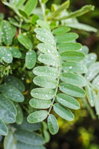 Green Leaves Wet