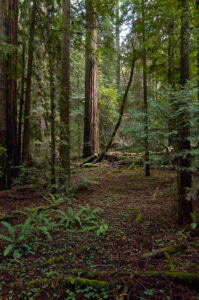 Forest Woods Path