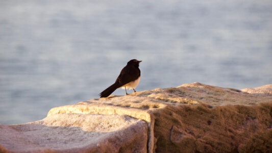 Perched Bird Nature