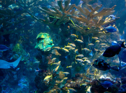 Tropical Fish Underwater