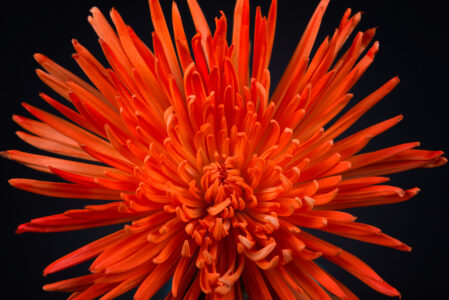 Orange Macro Flower