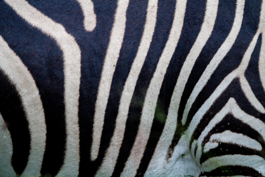 Zebra Animal Pattern Royalty-Free Stock Photo