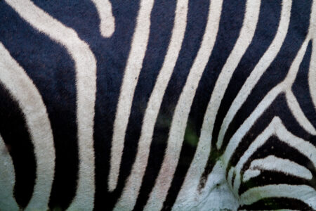 Zebra Animal Pattern
