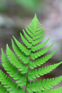 Fern Leaves Background