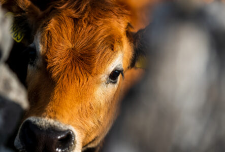 Cow Calf Farm