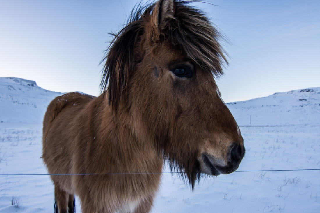 Free stock image of Wild Horse Winter