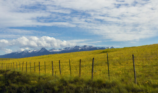 Meadow Landscape Field