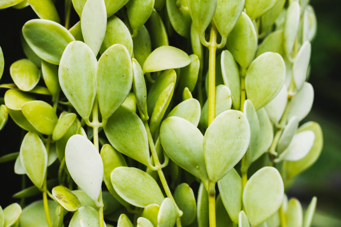 Free stock image of Jade Plant Leaves