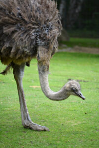 Wildlife Ostrich Bird