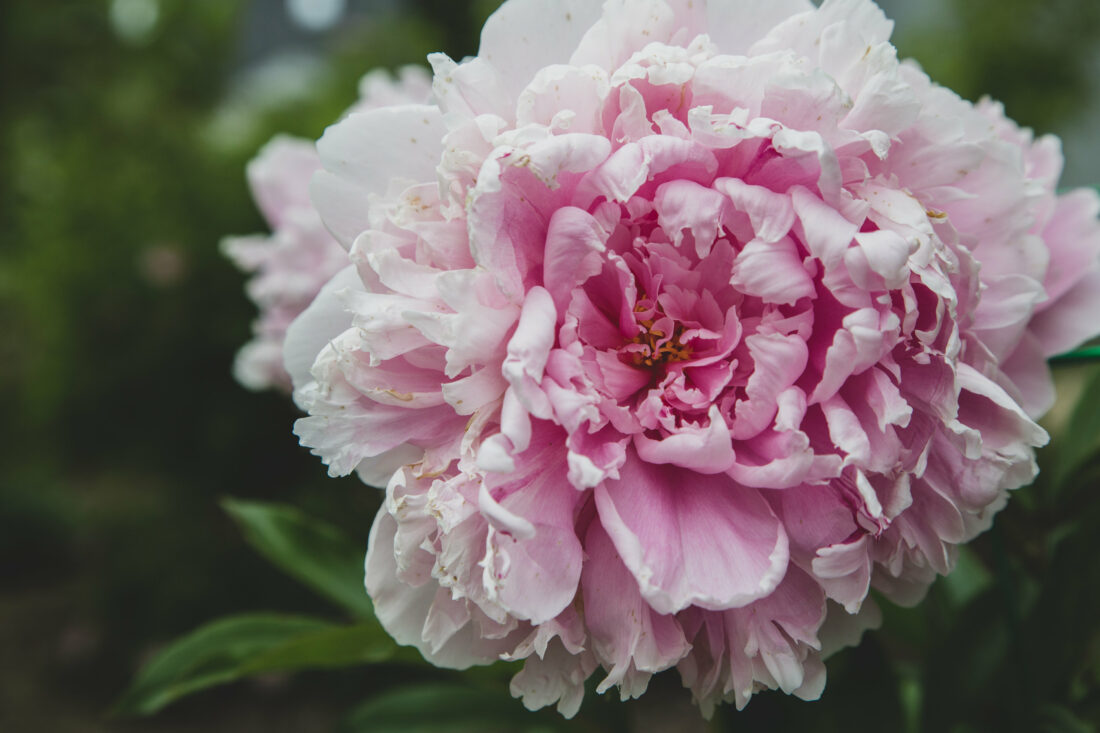 Free stock image of Garden Flower Blossom