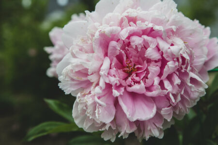 Garden Flower Blossom