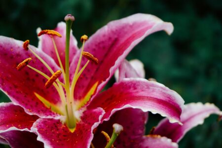 Pink Flower Garden