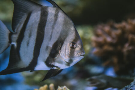 Tropical Fish Underwater