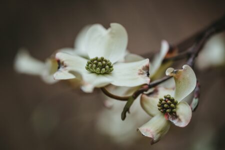 Dark Flower Background