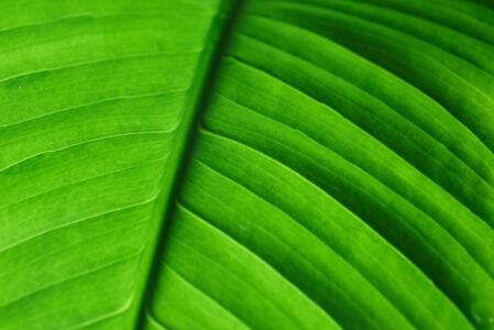 Leaf Abstract Green