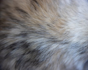 Fur Texture Background