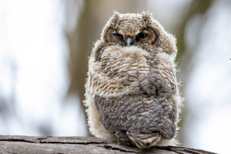 Owl Bird Tree