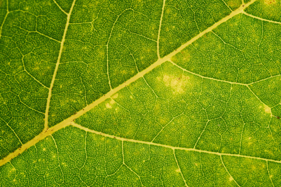 Free stock image of Leaf Background Green