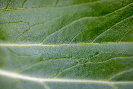 Green Leaf Background