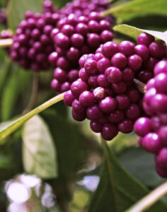 Berries Plant Nature