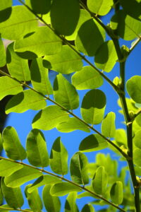 Sun Leaves Nature